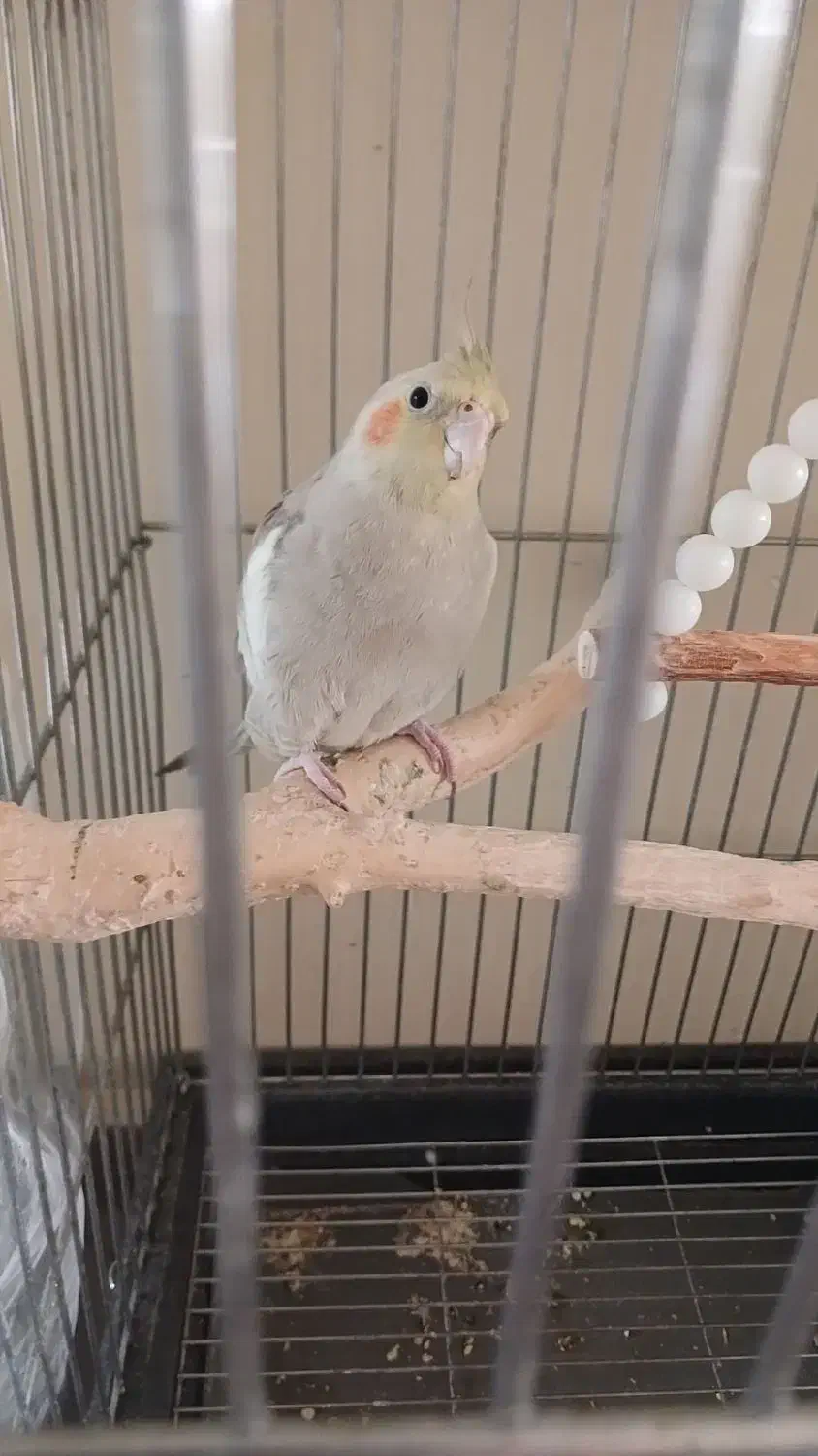 طوطی عروس هلندی|پرنده|هشتگرد, شهرک بعثت|دیوار