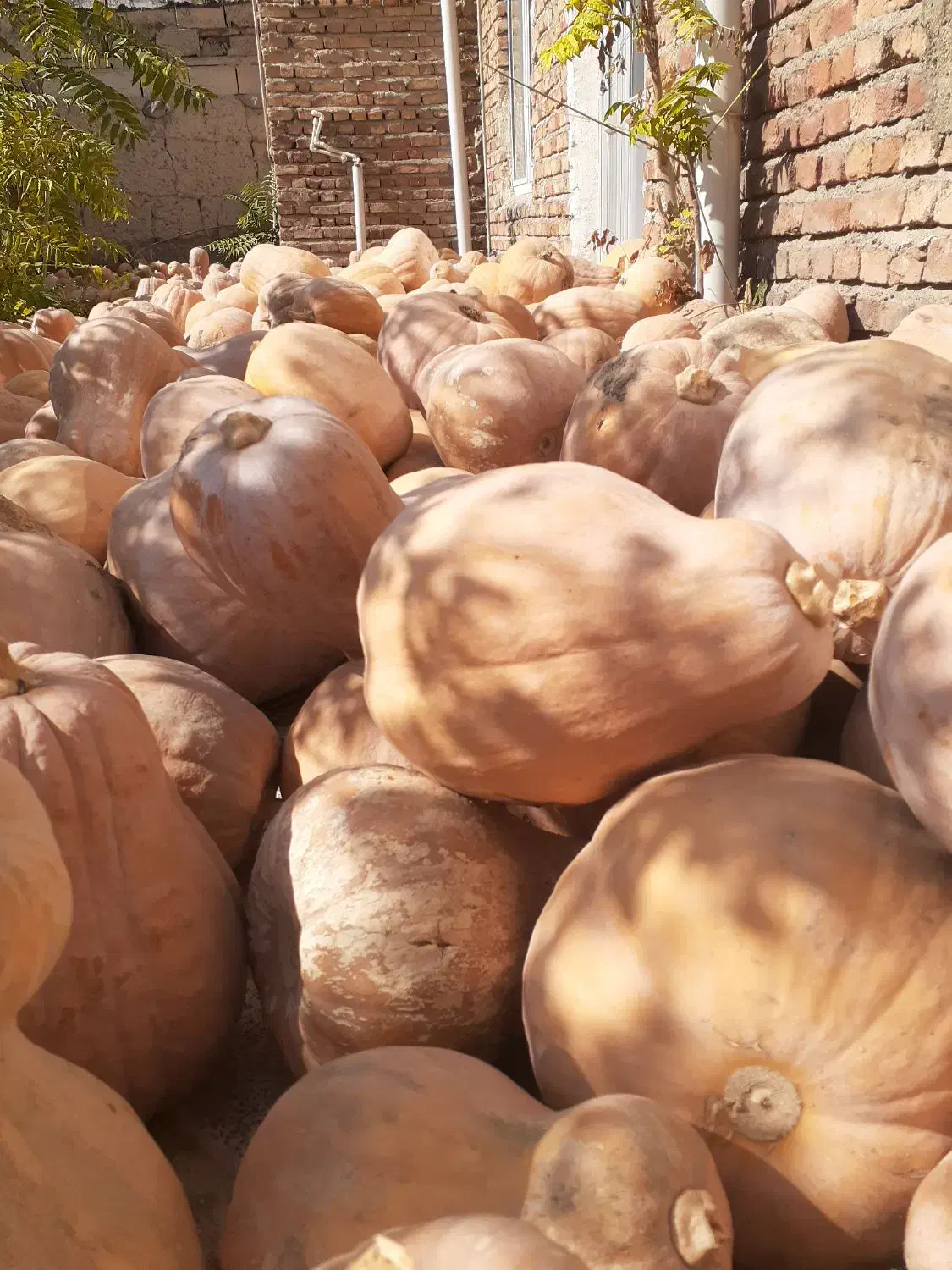 کدو حلوایی|خوردنی و آشامیدنی|مشگین شهر, |دیوار
