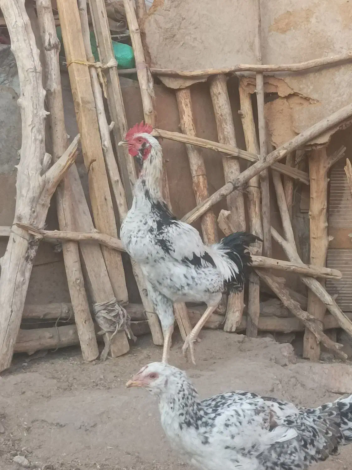 خروس|حیوانات مزرعه|ایرانشهر, |دیوار