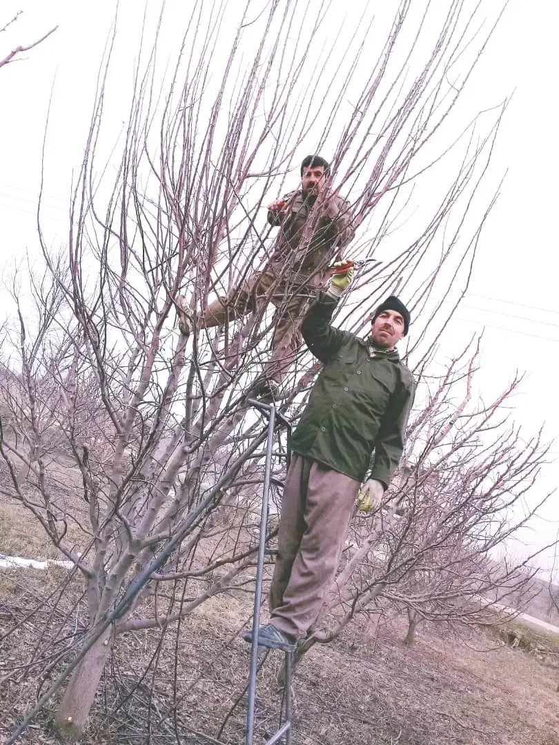 هرس کاری باغ|خدمات باغبانی و درختکاری|ترکمانچای, |دیوار