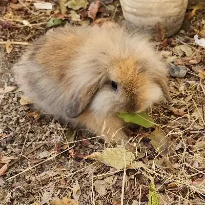 خرگوش لوپ نسکافه ای|موش و خرگوش|مشهد, فارغ التحصیلان|دیوار