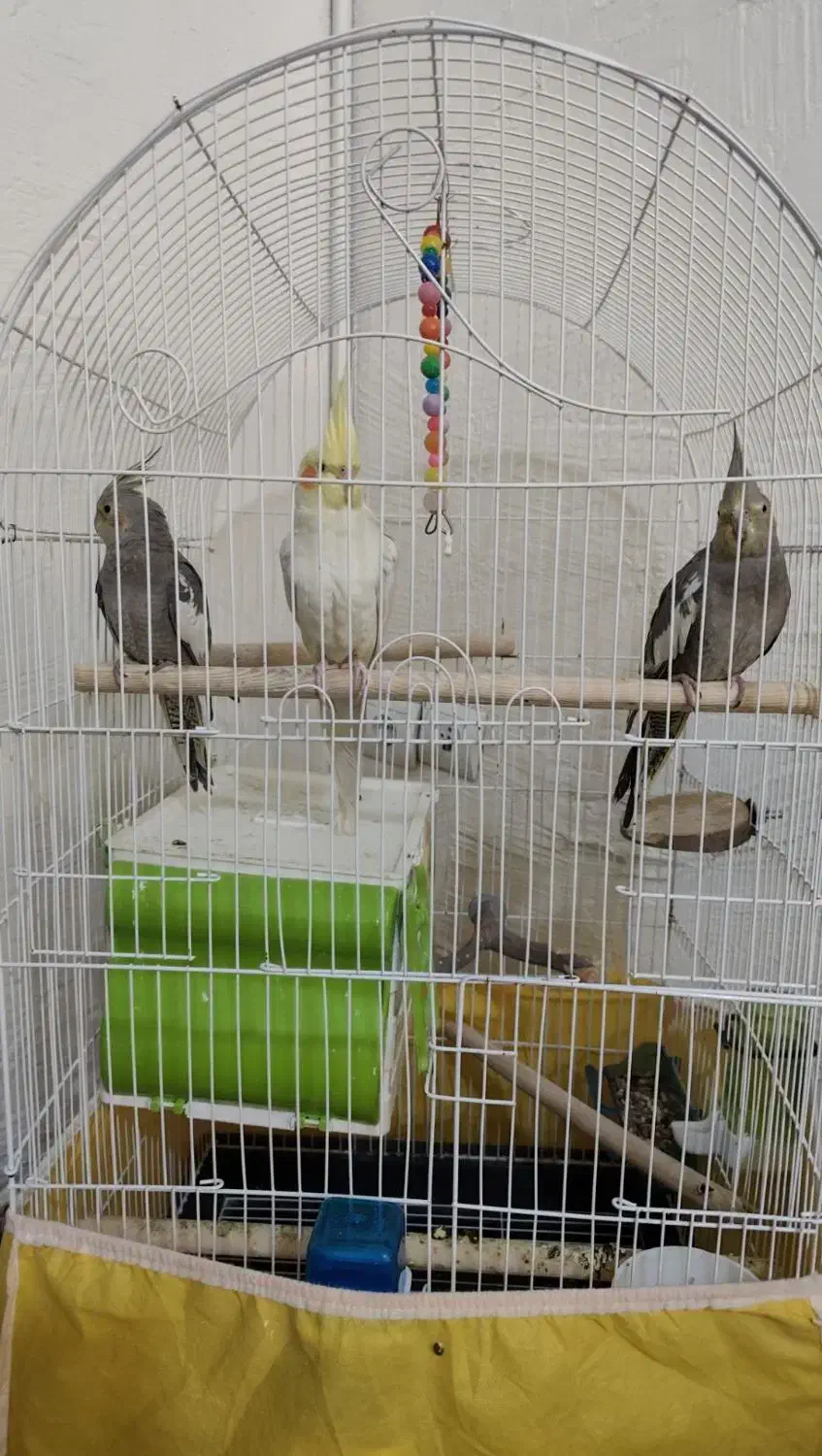 3 عدد عروس هلندی|پرنده|رباط‌کریم, مسکن مهر آبشناسان|دیوار