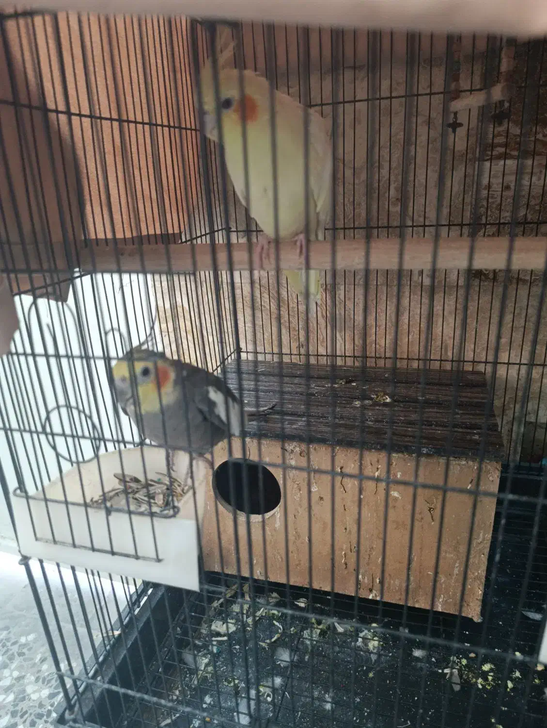 فروش عروس هلندی|پرنده|شیراز, کوشک میدان|دیوار