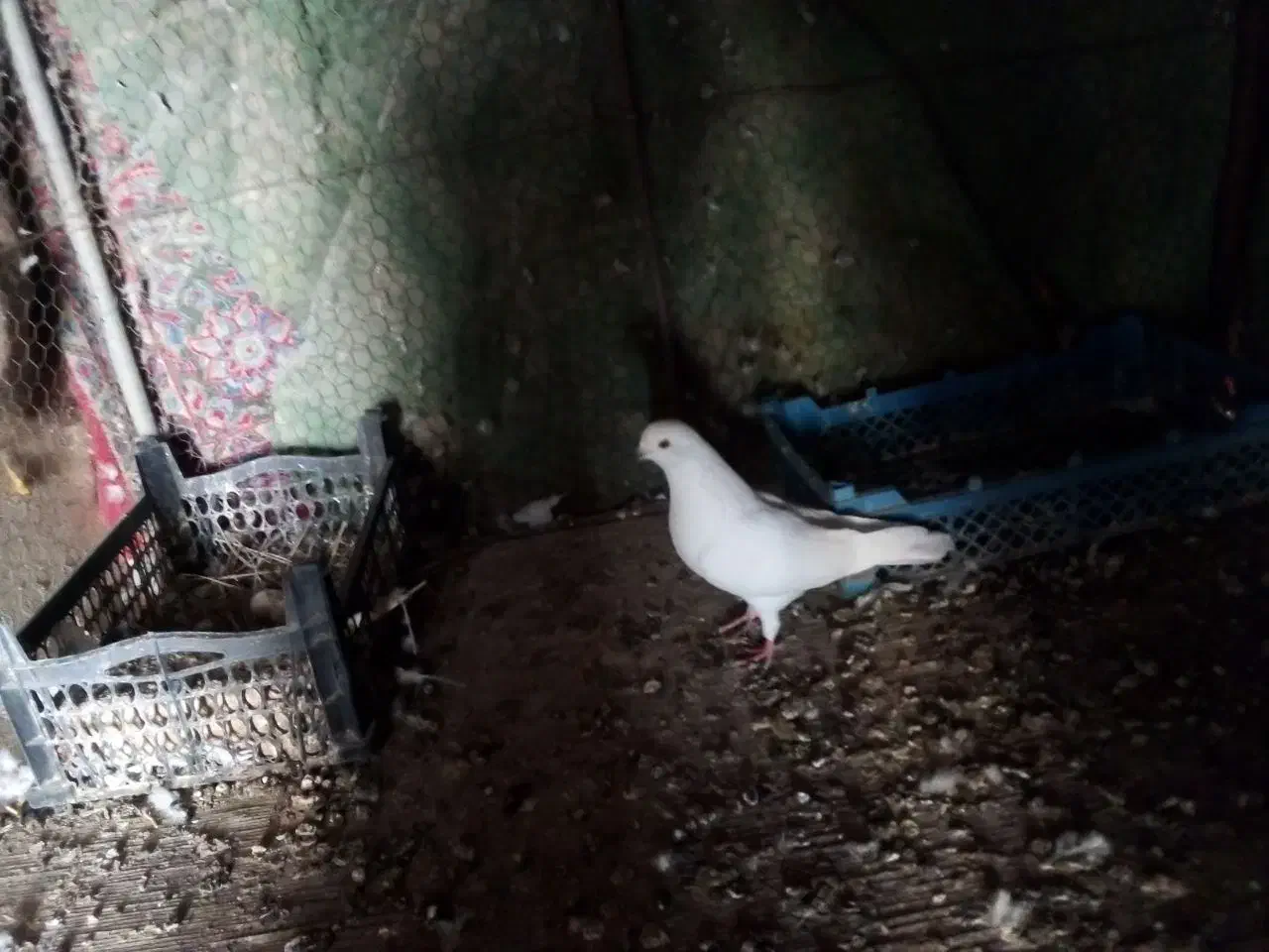 کبوتر پرشی|پرنده|اردکان, |دیوار