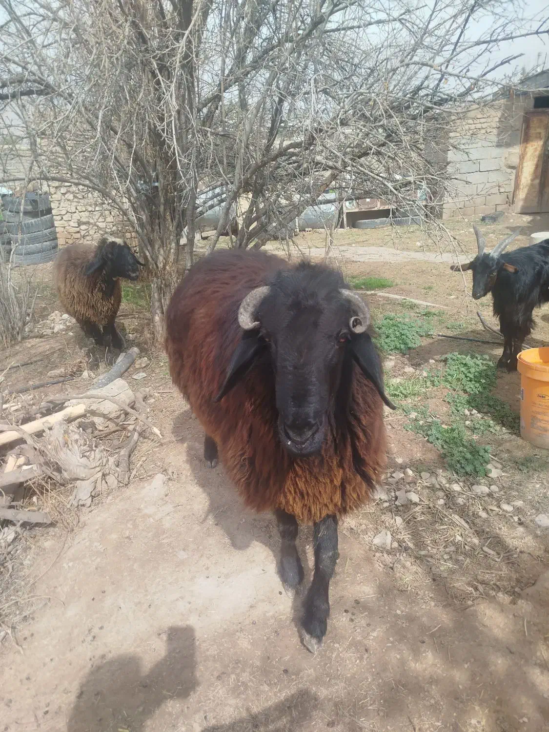 فروش قوچ بذری|حیوانات مزرعه|داراب, |دیوار