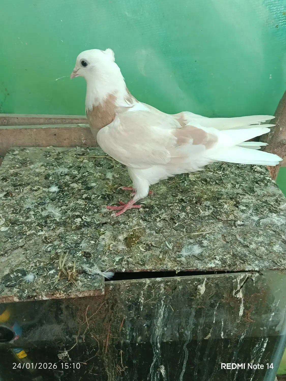 کبوتر پرشی خوش رنگ|پرنده|آستانه اشرفیه, |دیوار