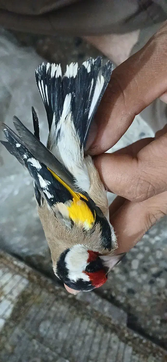 تعدادی سهره|پرنده|دزفول, |دیوار