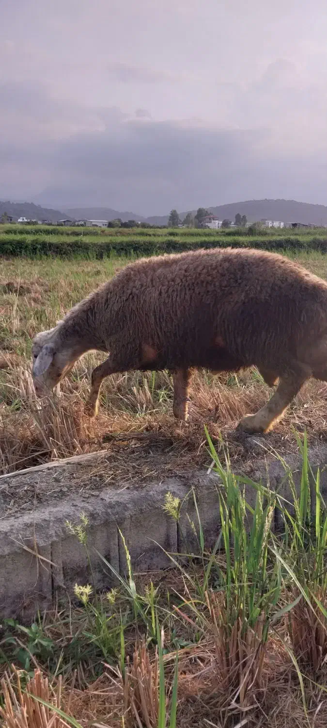 گوسفند|حیوانات مزرعه|چمستان, |دیوار