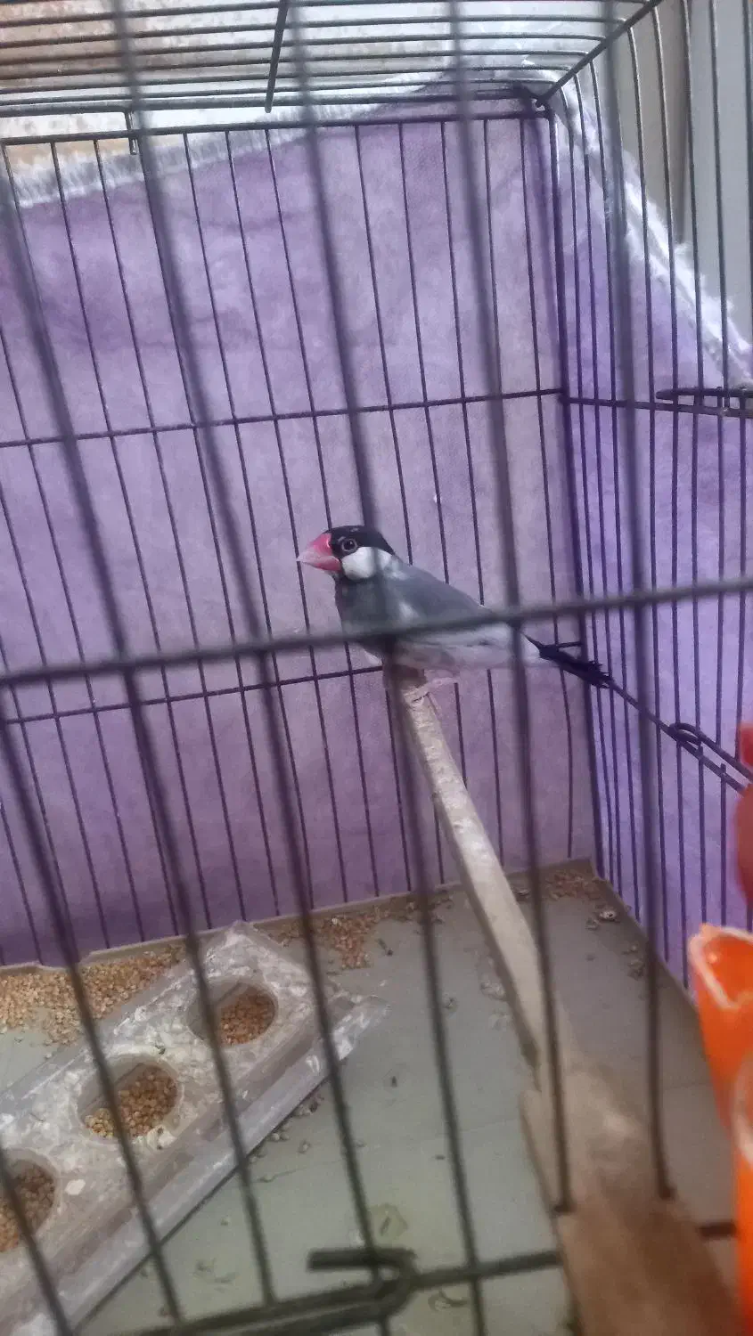 فنچ نرگسی نر|پرنده|قزوین, |دیوار