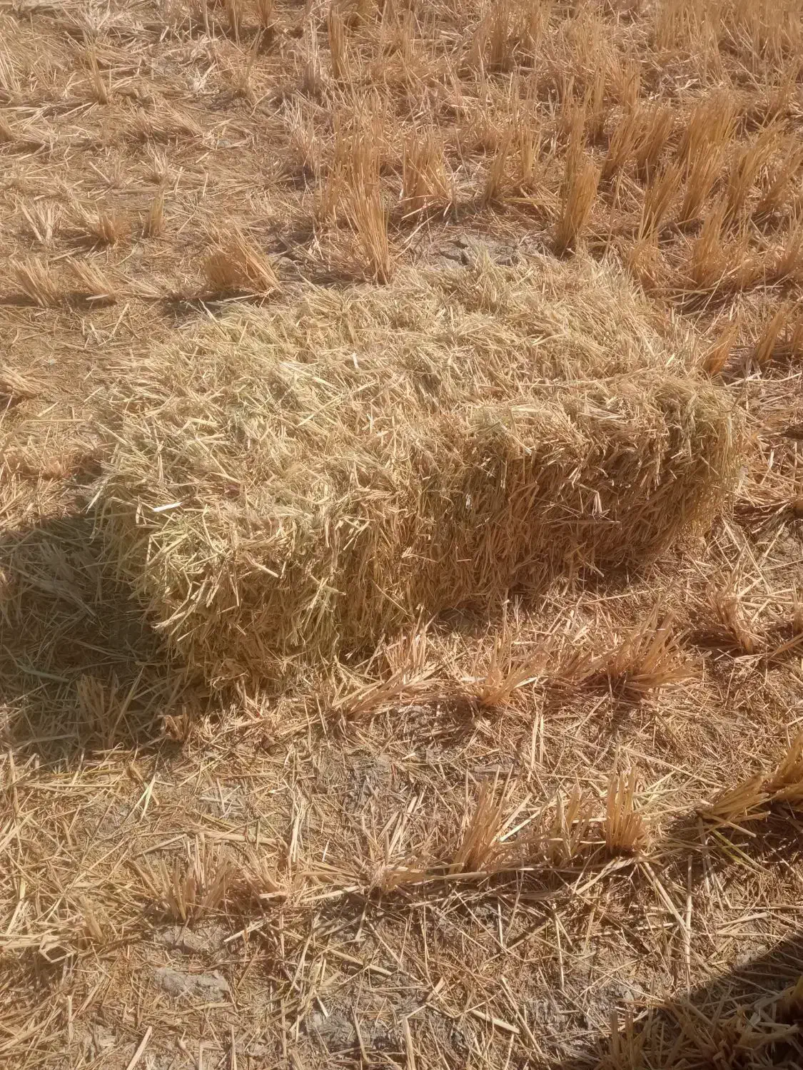 کاه کندم سرچینا|عمده‌فروشی|رشت, پسیخان|دیوار