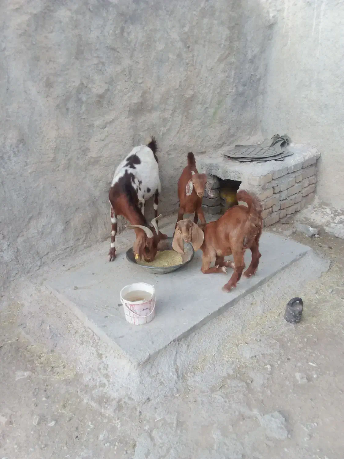 بزپاکستانی اصل با دو کهره|حیوانات مزرعه|کوه چنار, |دیوار