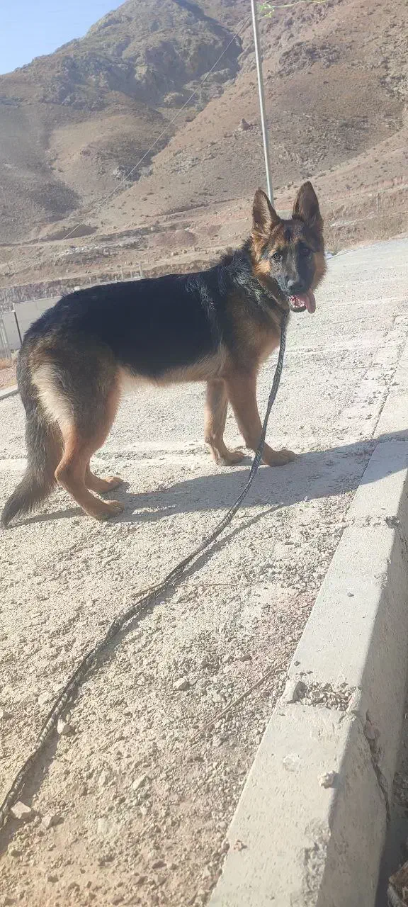 سگ ژرمن شپرد|سگ|پردیس, فاز ۱۱|دیوار