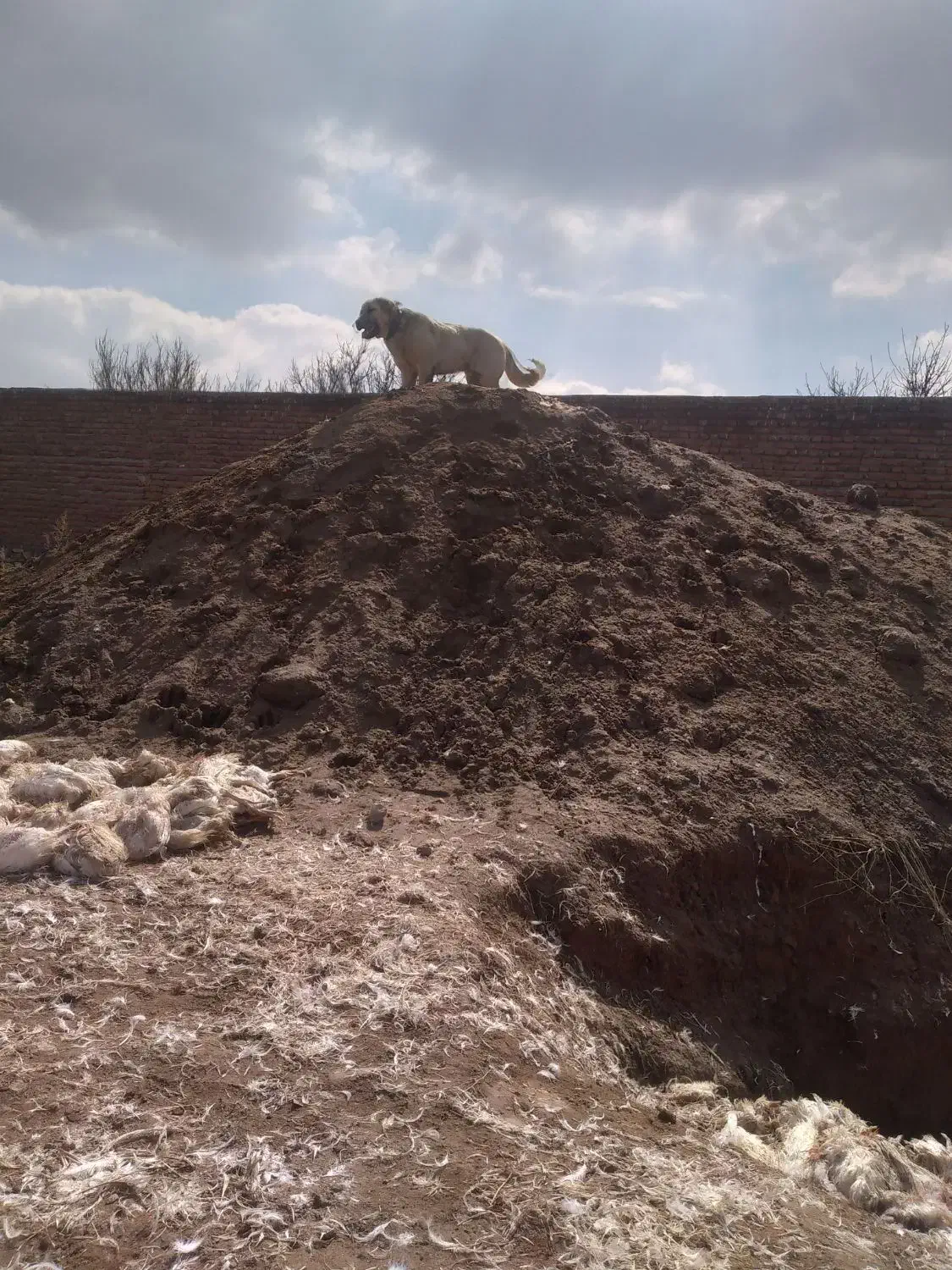 سگ عراقی|سگ|مراغه, |دیوار