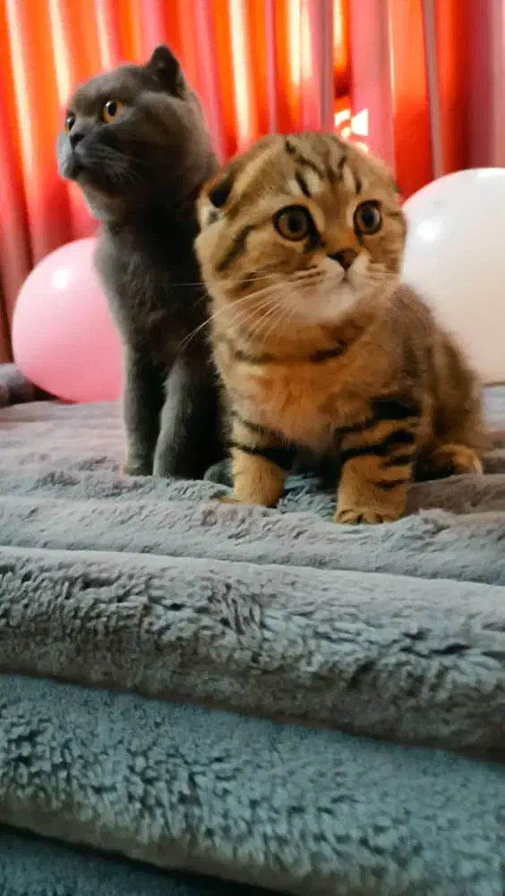 واگذاری بچه گربه 3 ماهه|گربه|بروجرد, |دیوار