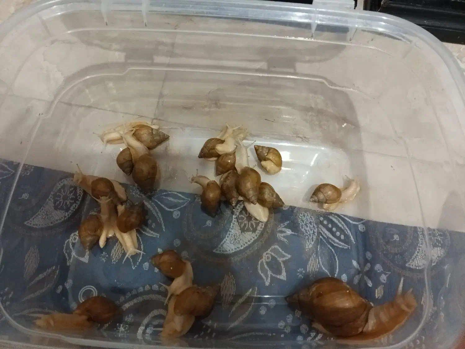 ۲۰عدد حلزون|خزنده|چهاردانگه (تهران), |دیوار