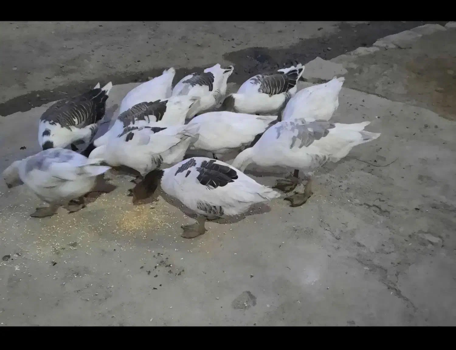 غاز محلی|حیوانات مزرعه|دینور, |دیوار