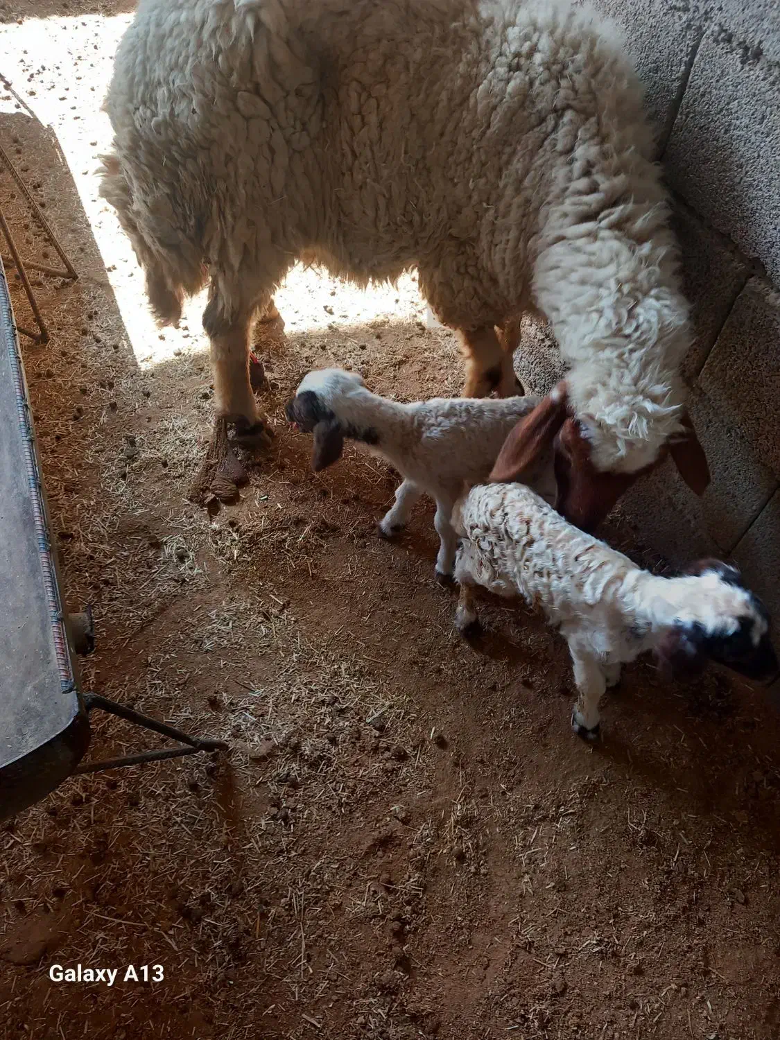 گوسفند بره دوقلو زا همگی شک‌ و کوه اول بره|حیوانات مزرعه|دهلران, |دیوار