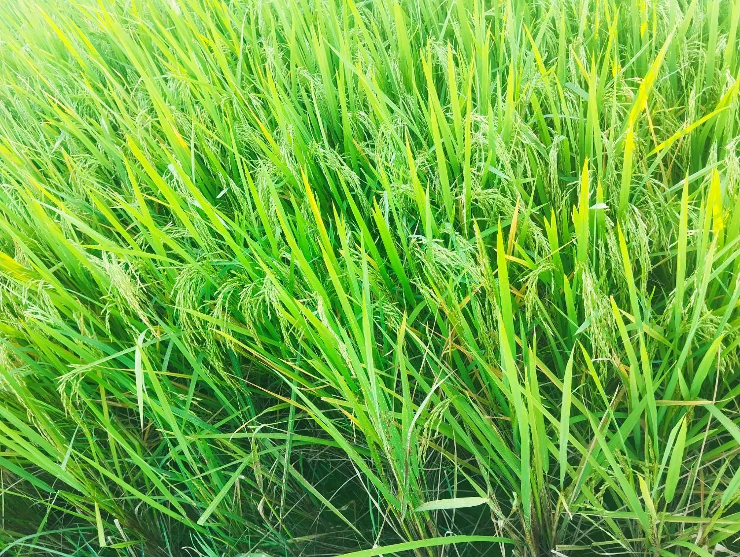 برنج فجر سوزنی|خوردنی و آشامیدنی|گرگان, |دیوار