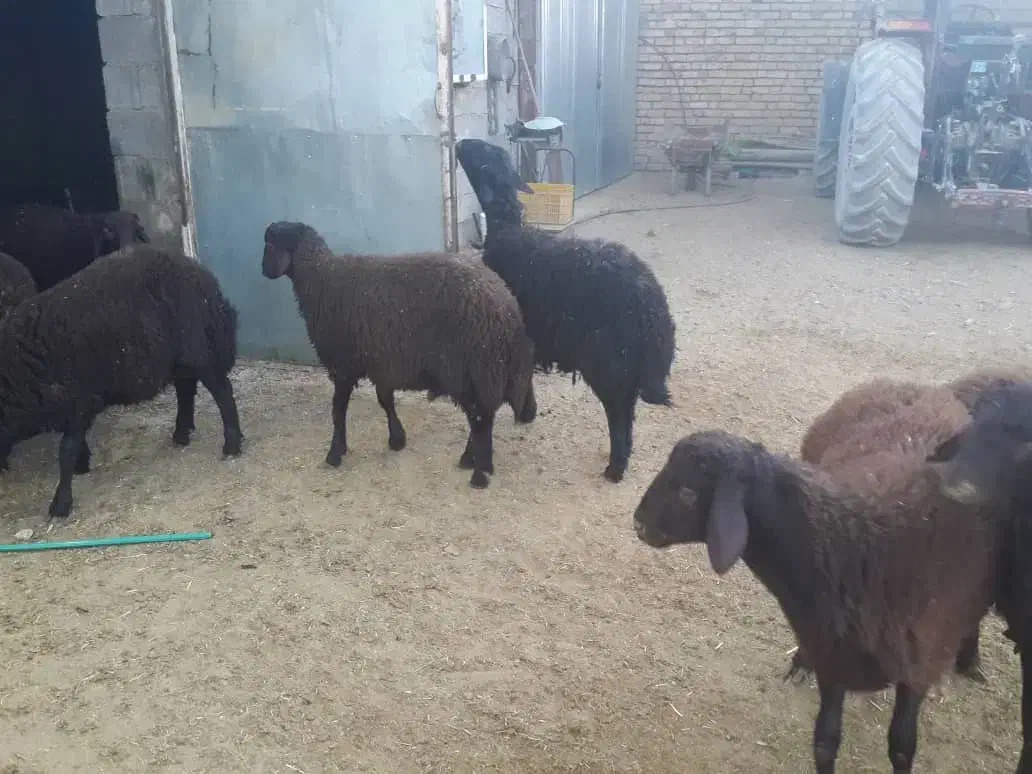 بره نر بره قوچی قزل افشار|حیوانات مزرعه|سیدان, |دیوار