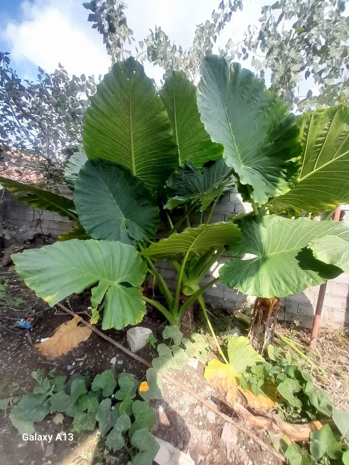 گل باب آدم|گل و گیاه طبیعی|رودبنه, |دیوار