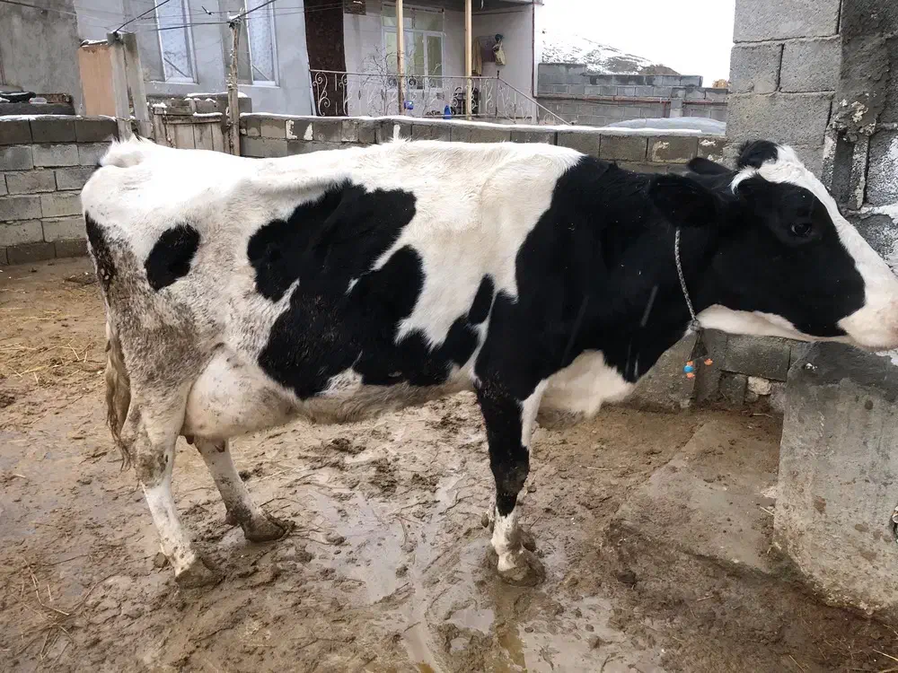 گاو گوساله|حیوانات مزرعه|گرمخان, |دیوار