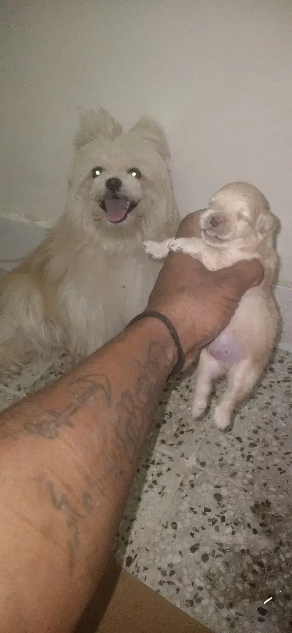 توله سگ فروشی ۸ مقطوع|سگ|میناب, |دیوار