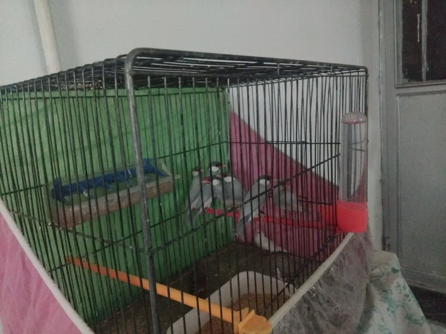 ۳ جفت فنچ نرگسی به ضمانت سیلور|پرنده|بیرجند, |دیوار