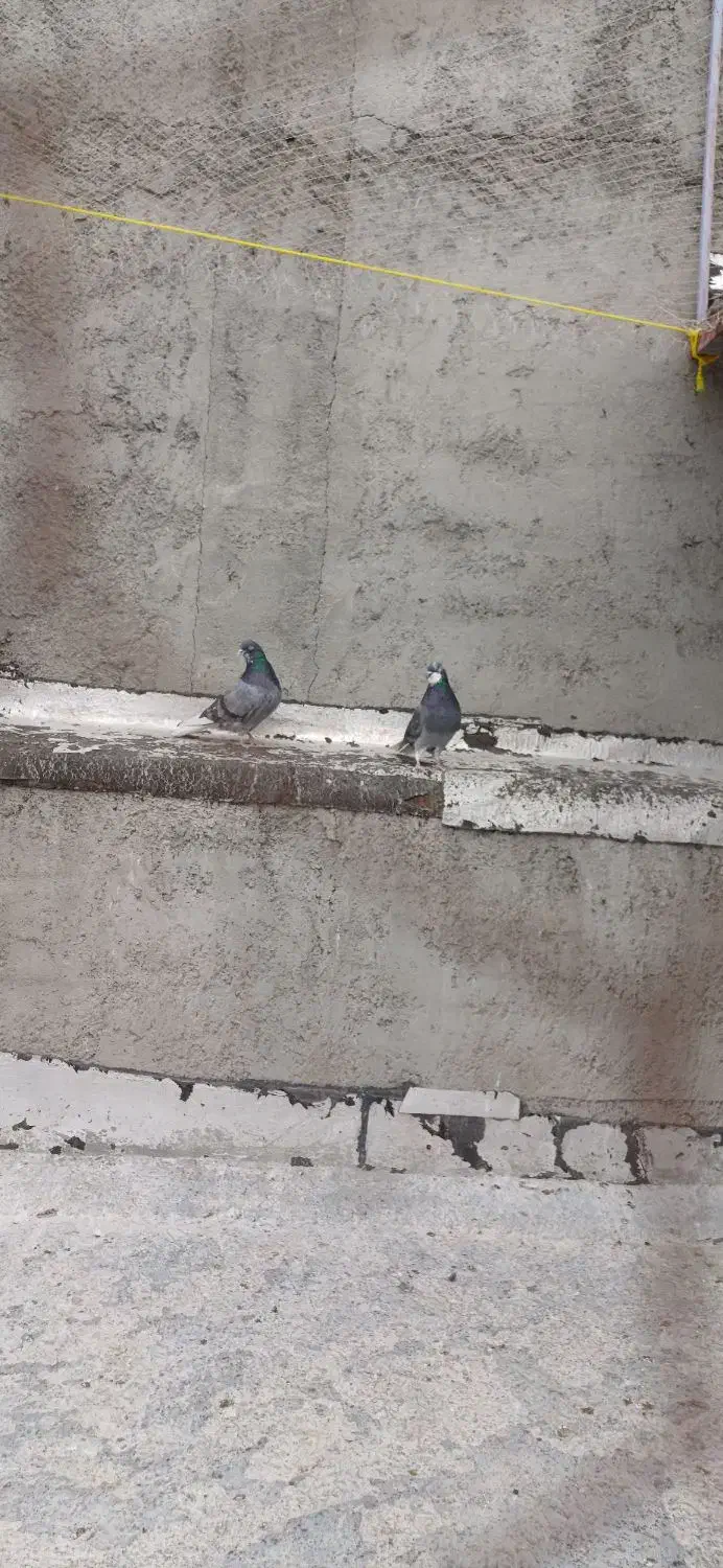 سبز دم سفید|پرنده|سرپل ذهاب, |دیوار