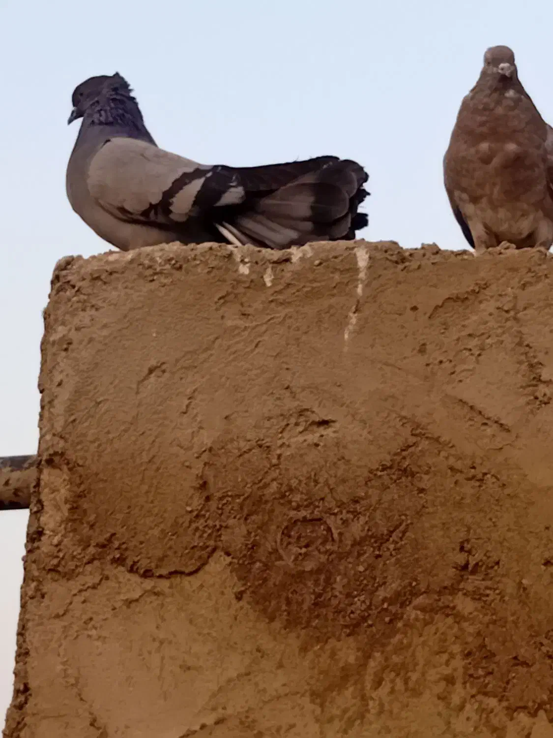 کبوتر|پرنده|نقده, |دیوار