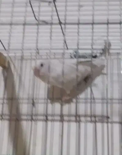 طوطی برزیلی و عروس هلندی|پرنده|خرمشهر, |دیوار