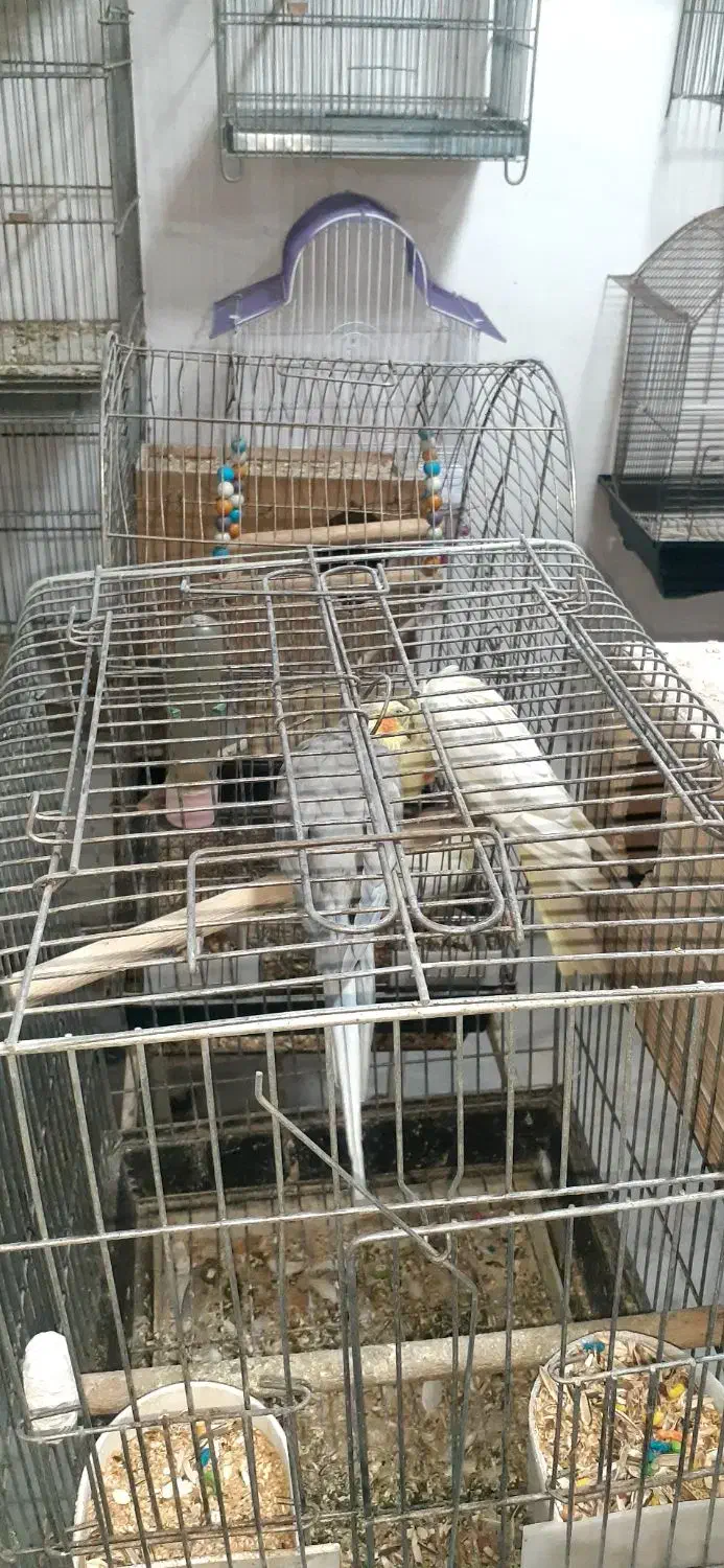 پرندگان زینتی|پرنده|کرج, خرمدشت|دیوار