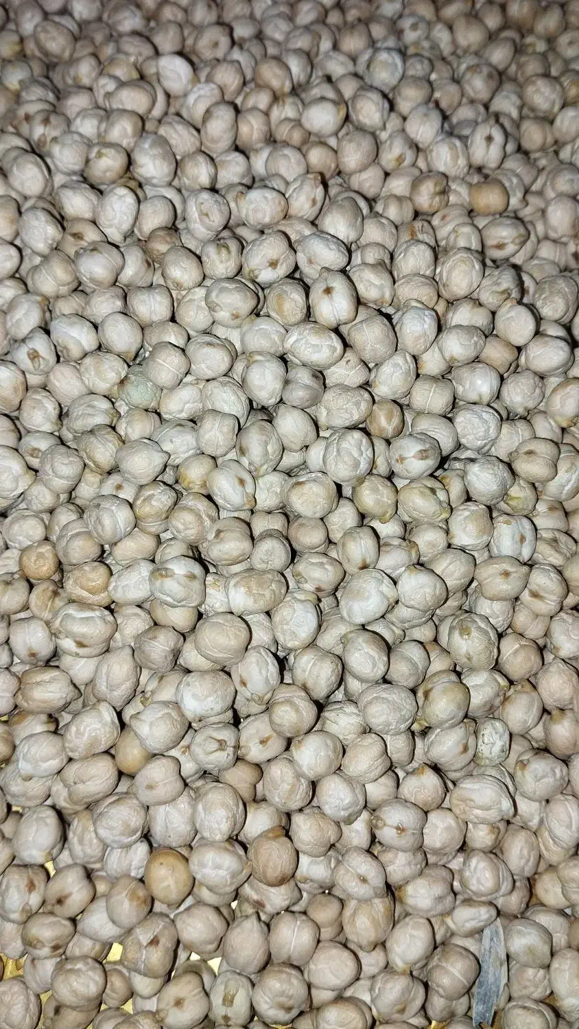 نخود آبگوشتی درجه یک|خوردنی و آشامیدنی|دوزین, |دیوار