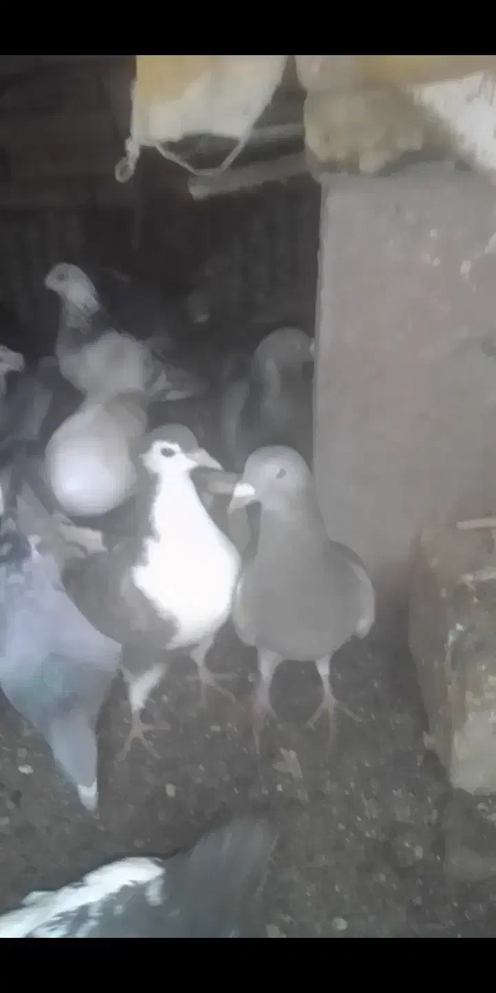 گمشده کبوتر|حیوانات|سبزوار, باهنر|دیوار