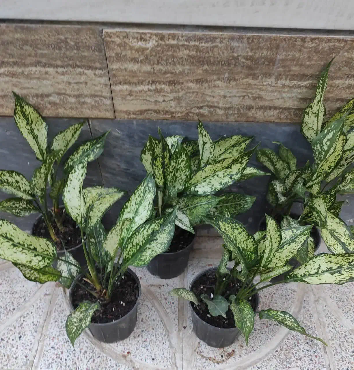 گل طبیعی|گل و گیاه طبیعی|شهرکرد, |دیوار