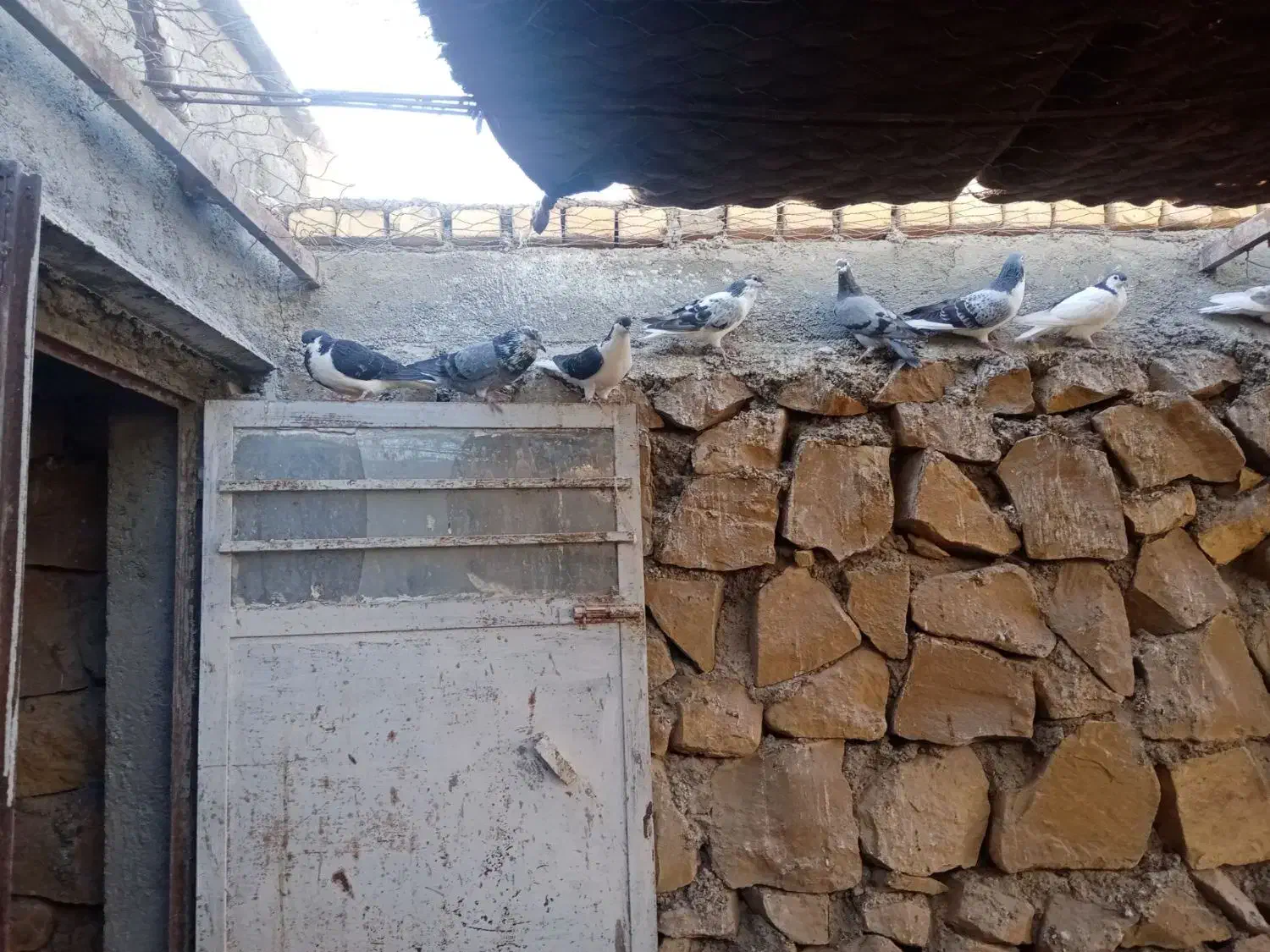 کبوتر خونگی|پرنده|جوین, |دیوار