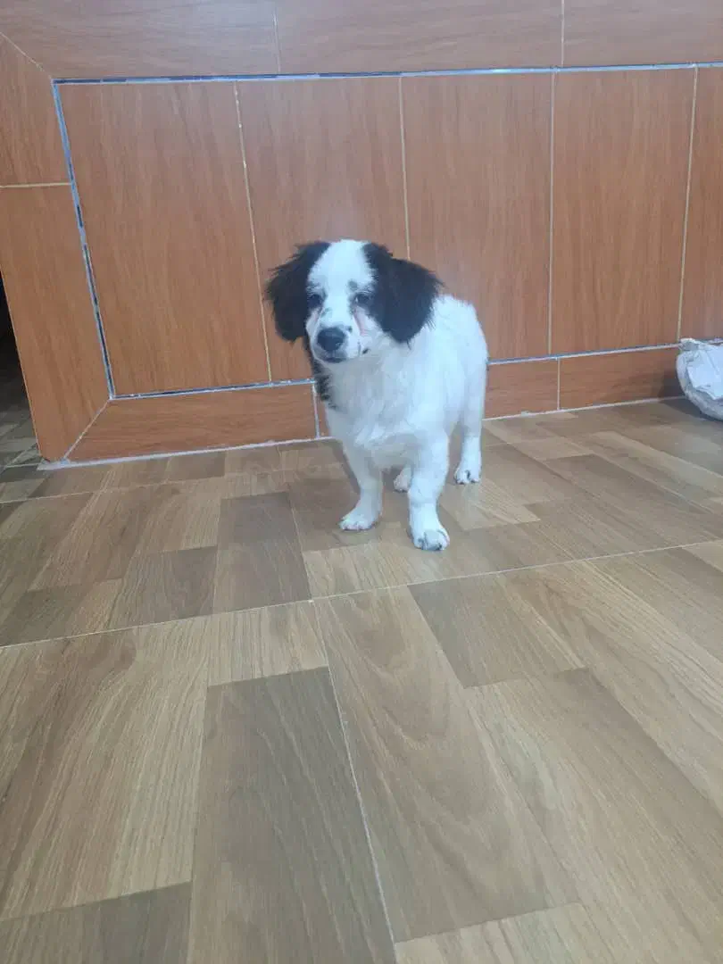 گمشده سگ نژاد اشپیتز|حیوانات|شهرضا, |دیوار