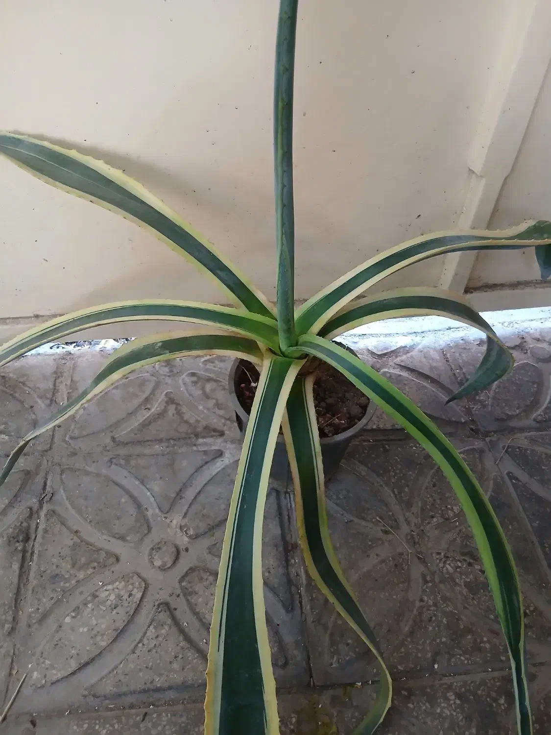 کاکتوس آگاو  و آلوورا|گل و گیاه طبیعی|شیراز, تحویلی|دیوار