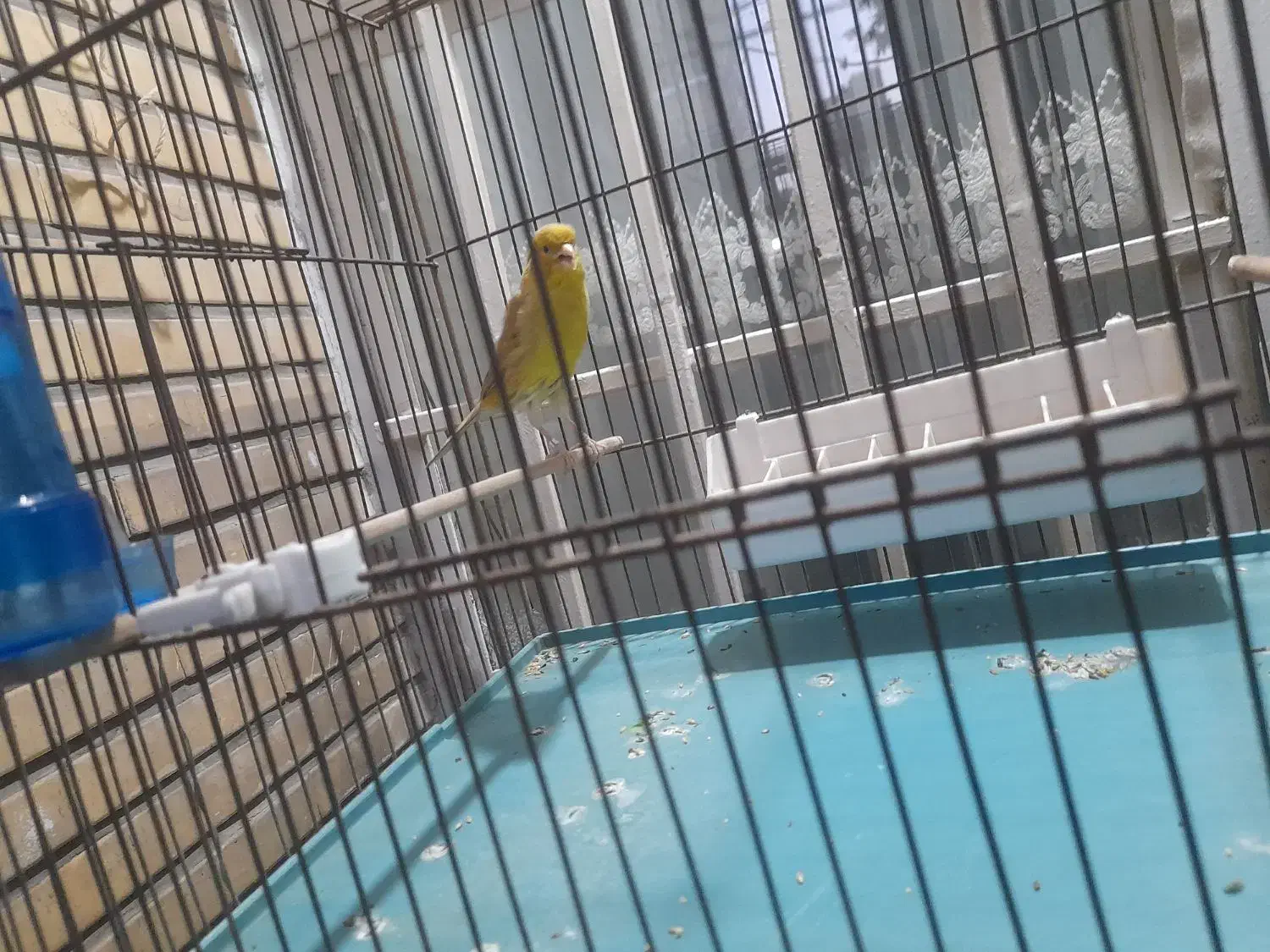 قناری نر سبز کشیده (دورگه سبز علیخانی)|پرنده|تهران, زرگنده|دیوار