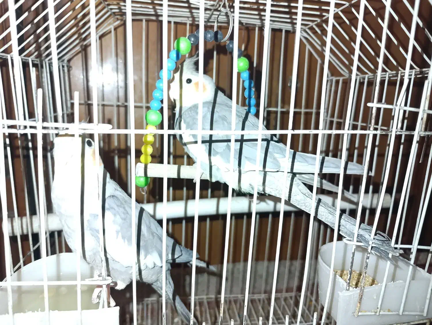 عروس هلندی|پرنده|کرمان, |دیوار