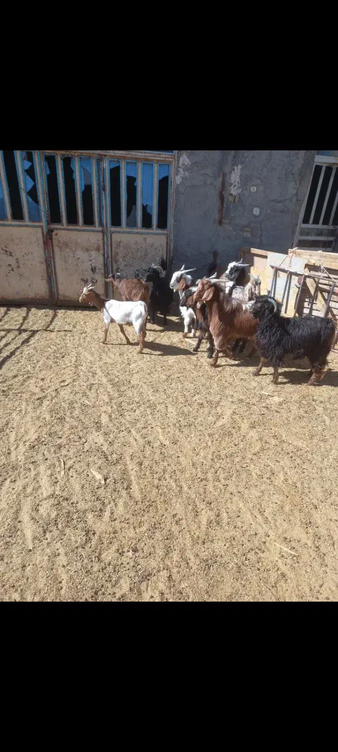 بزغاله داشتی کشتاری|حیوانات مزرعه|ساروق, |دیوار