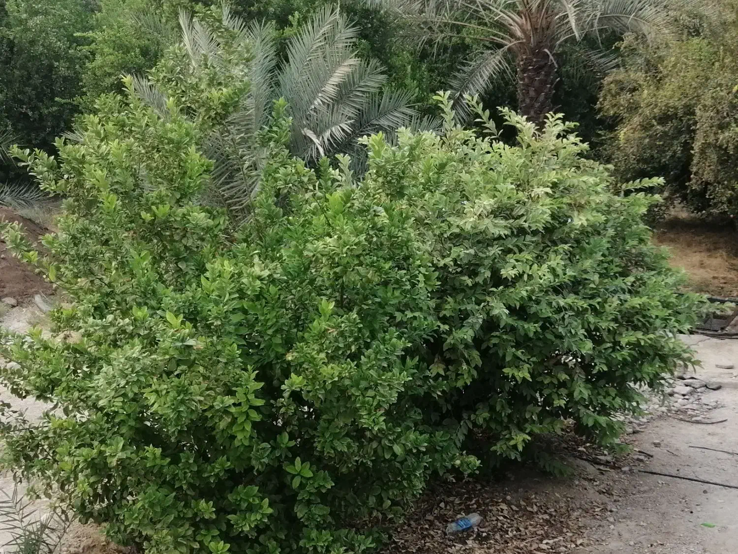 فروش باغ نخیلات و مرکبات در شهر جم|فروش زمین و ملک کلنگی|ریز, |دیوار