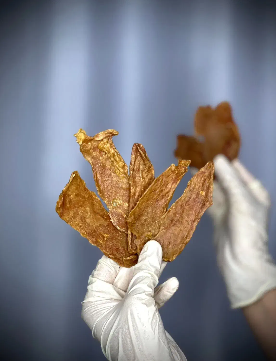 تشویقی سگ|لوازم جانبی حیوانات|رشت, منظریه|دیوار