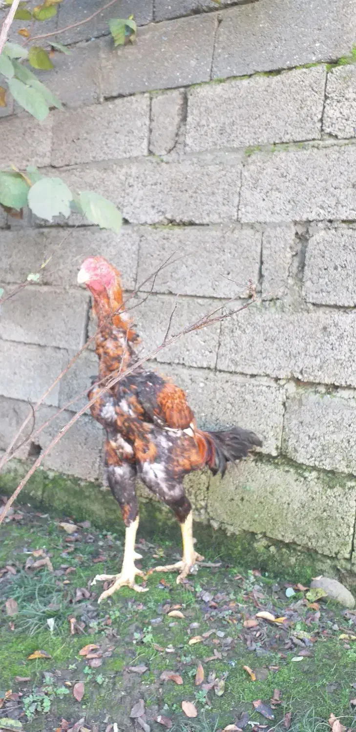 خروس لاری|حیوانات مزرعه|رشت, پارک شهر|دیوار