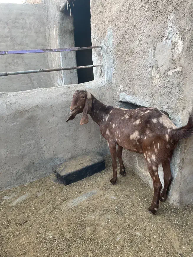 بز و بزغاله|حیوانات مزرعه|کاشان, طاهرآباد|دیوار