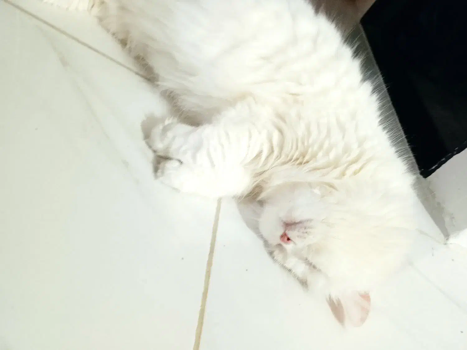 گربه پرشین|گربه|ارومیه, |دیوار