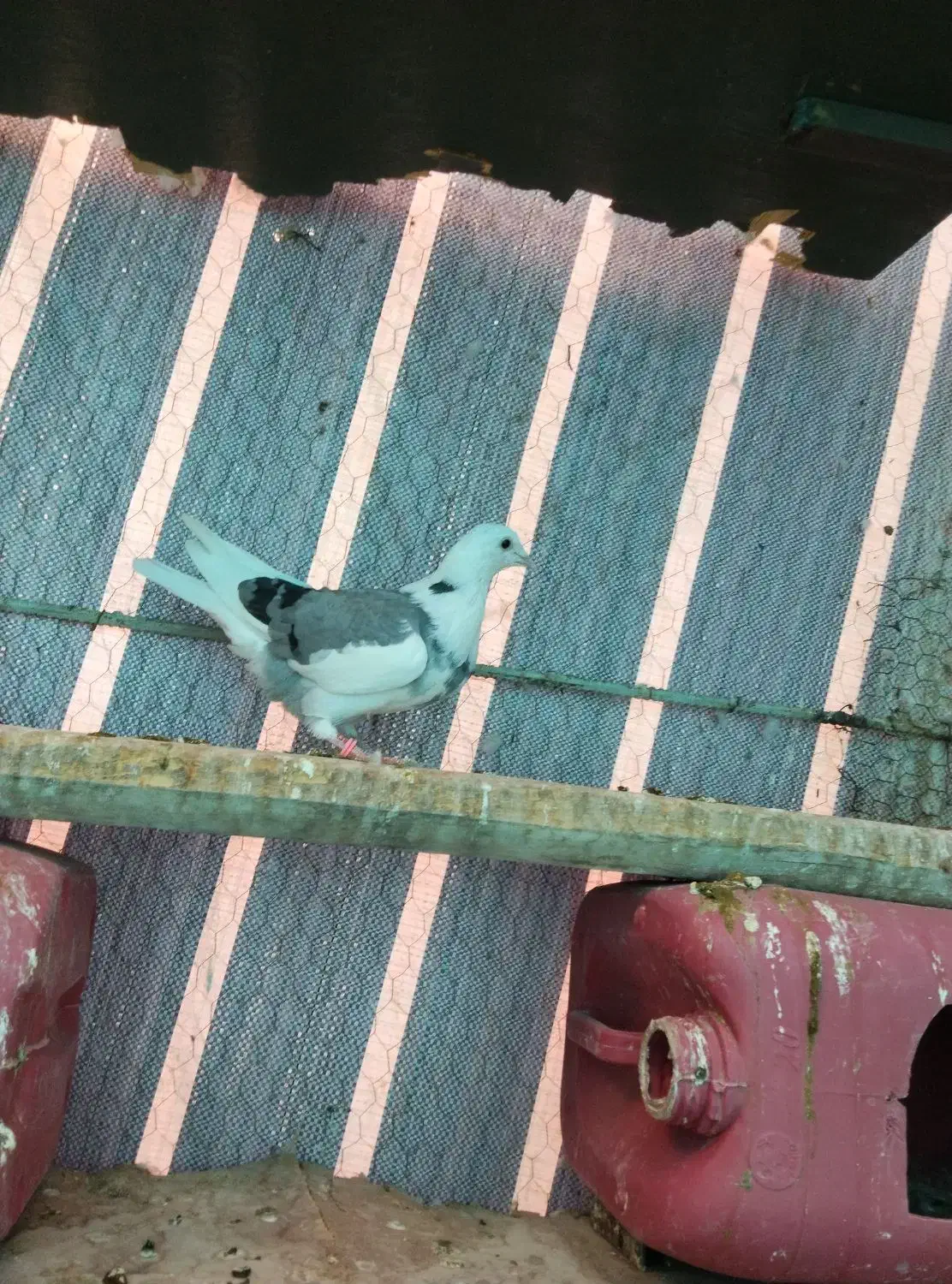 دوتا کفتر ۳۵۰|پرنده|اشتهارد, |دیوار