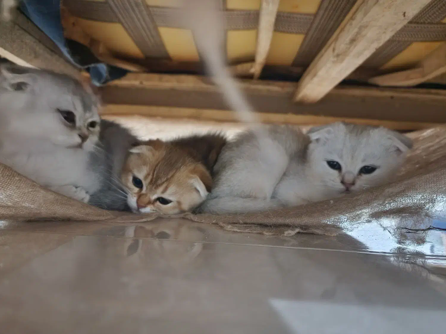 گربه اسکاتیش|گربه|بوشهر, |دیوار