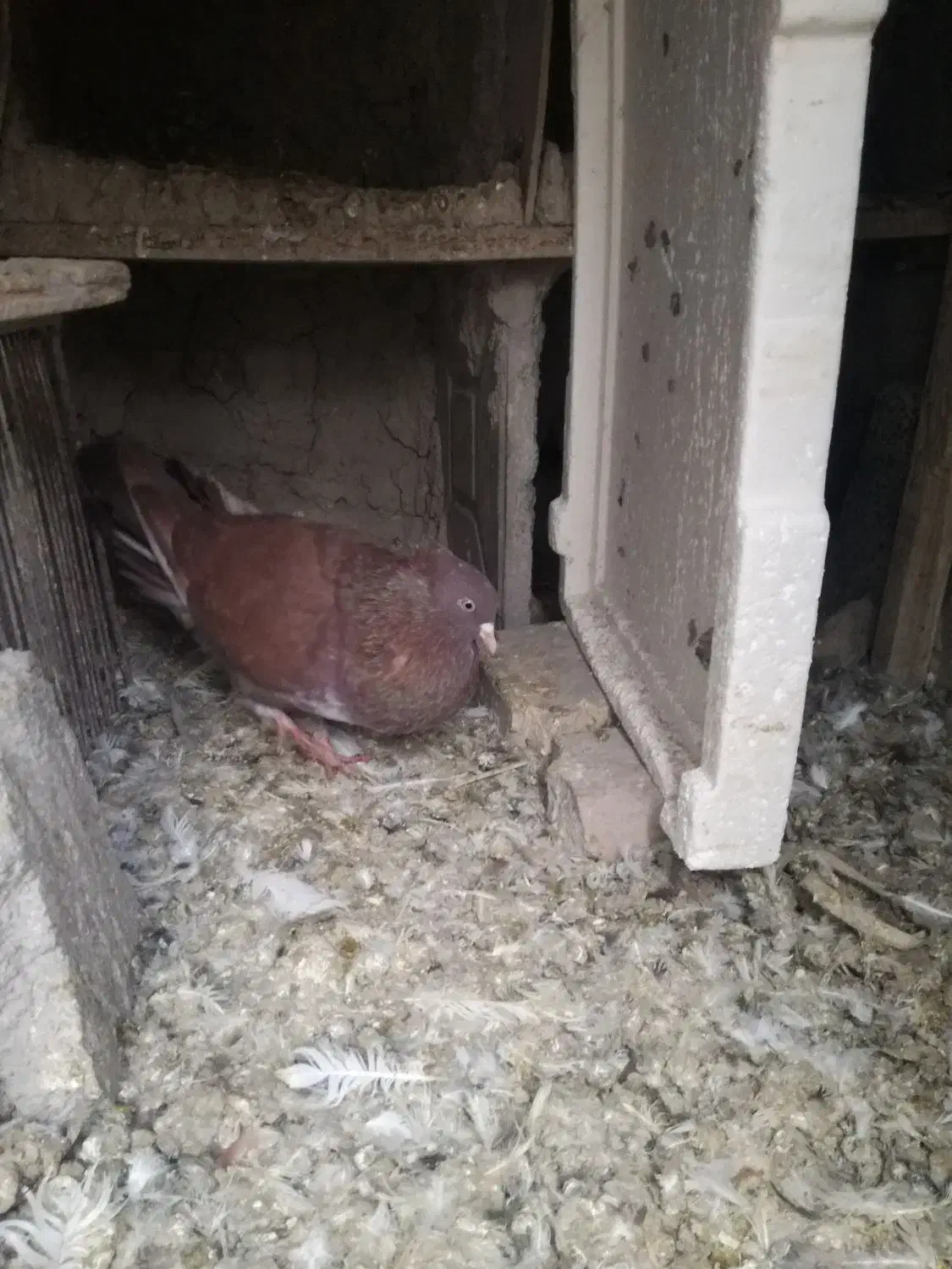 کبوتر نر|پرنده|ماهیدشت, |دیوار