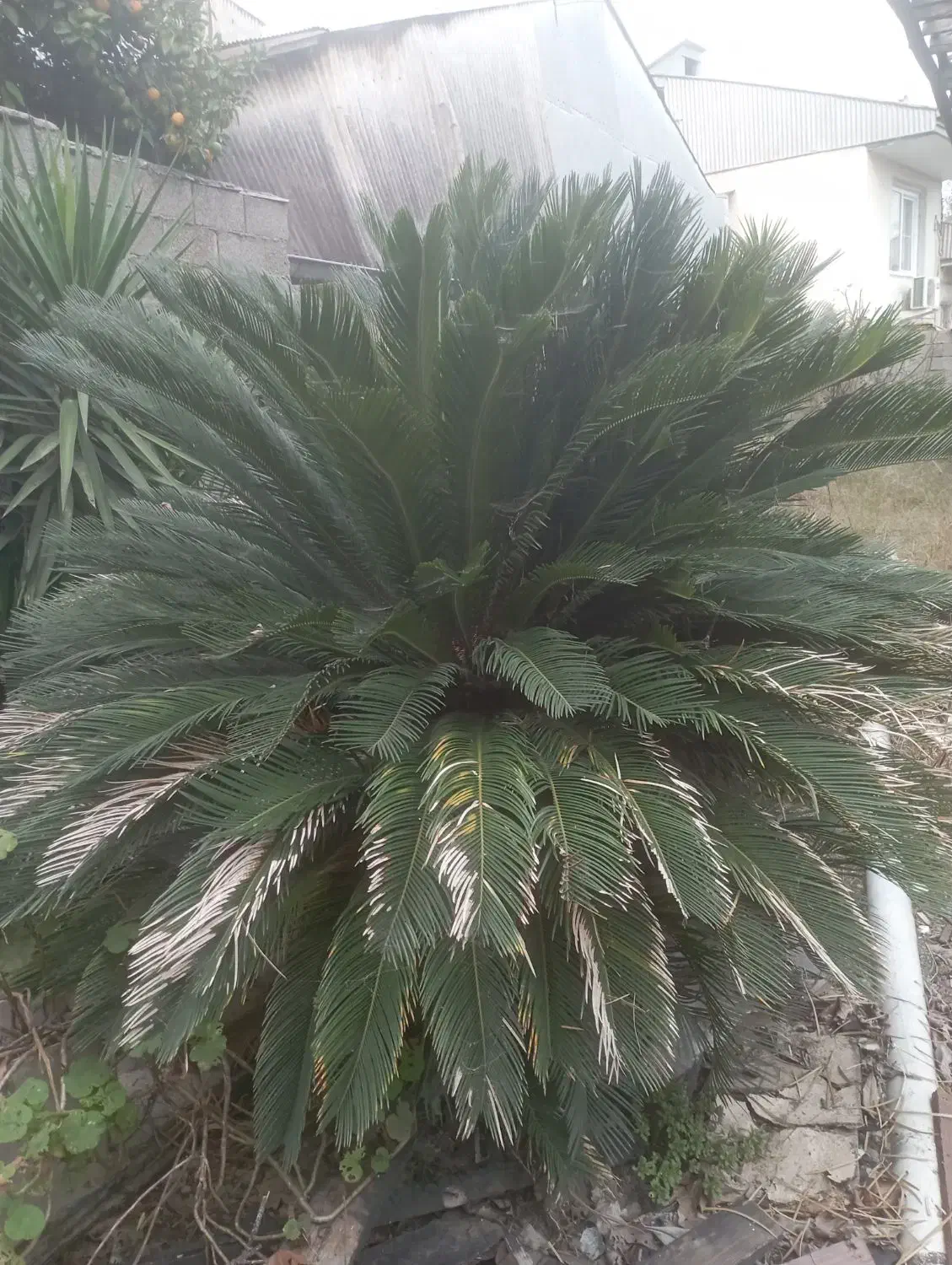 گل سیکاس چهل سال به بالا|گل و گیاه طبیعی|رشت, حافظ آباد|دیوار