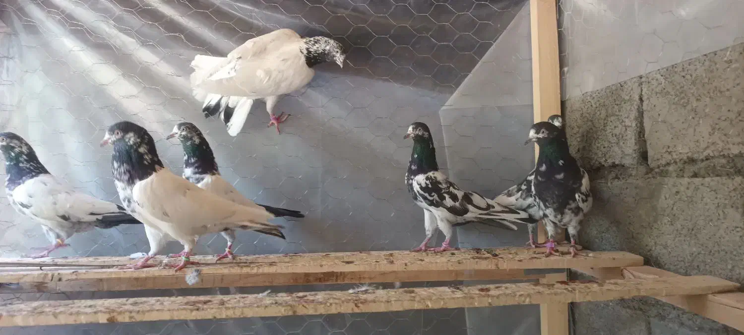 تیدی پیور|پرنده|بندرعباس, |دیوار